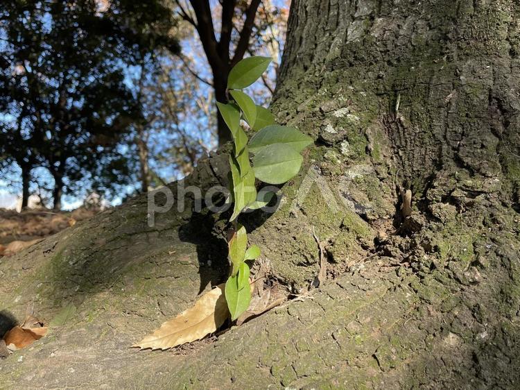 木の根本から生える枝 木,根本,枝の写真素材