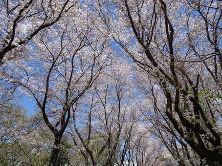 Photo, april, cherry blossoms, petal, 