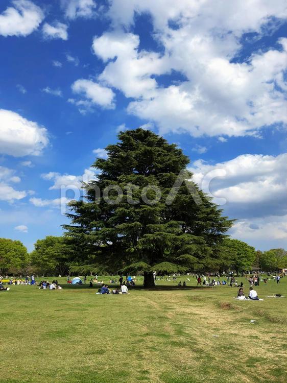 昭和記念公園の大きな木 大きな木,昭和記念公園,大木の写真素材