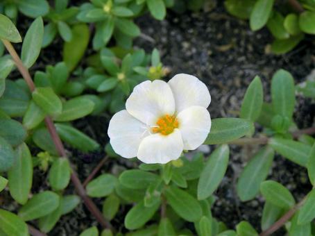 ハナスベリヒユの花_12 ハナスベリヒユの花_12の写真
