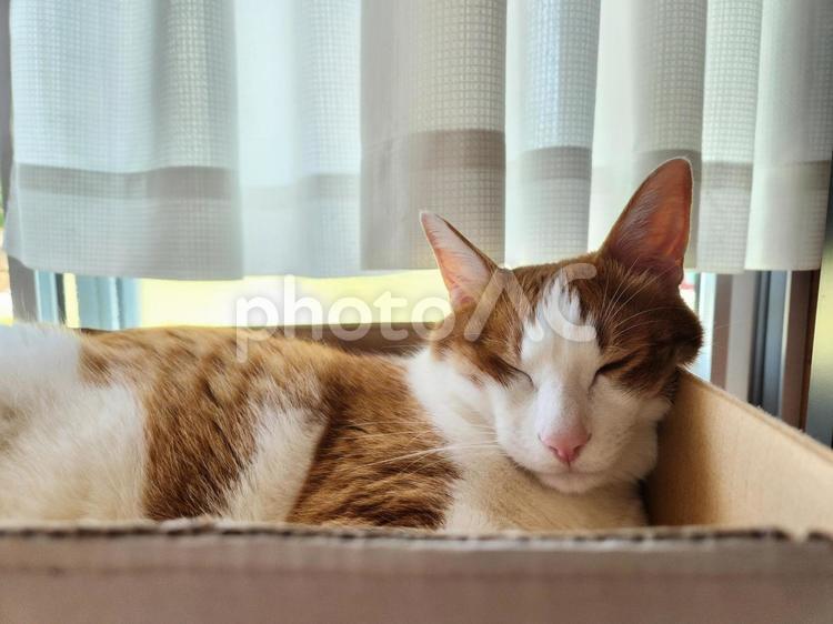 箱の中でお昼寝する茶トラネコ ねこ,ネコ,動物の写真素材