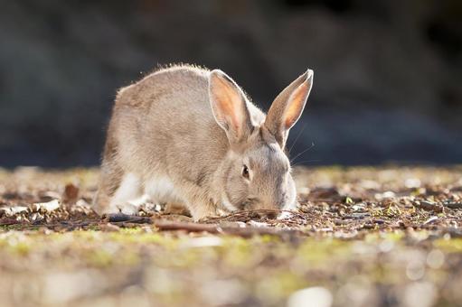 The Rabbits of Okunoshima, JPG The Rabbits of Okunoshima, JPG