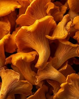 光を浴びた鮮明なオレンジ色の茸の写真