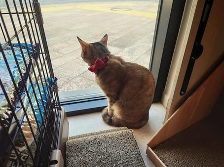 窓辺で外を見つめる赤いリボンの猫 窓辺で外を見つめる赤いリボンの猫の写真