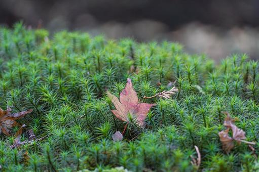 苔に散る紅葉 苔に散る紅葉の写真
