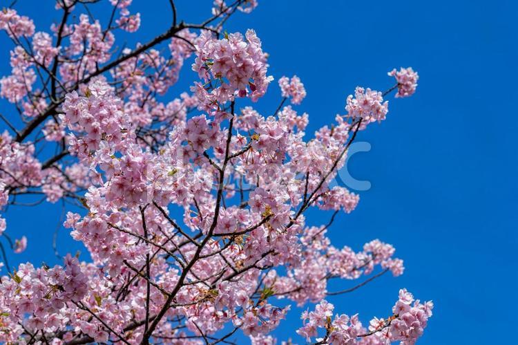 春のイメージ　青空と河津桜 河津桜,桜,花の写真素材
