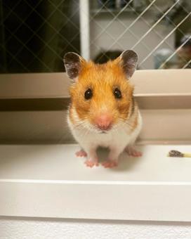 ハムスター　こまちゃん ハムスター,小動物,ゴールデンハムスターの写真素材