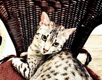 Egyptian Mau, JPG