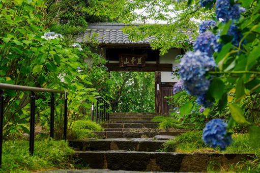 資福寺の参道⑵ 資福寺の参道⑵ 寺,資福寺,アジサイ寺の写真素材