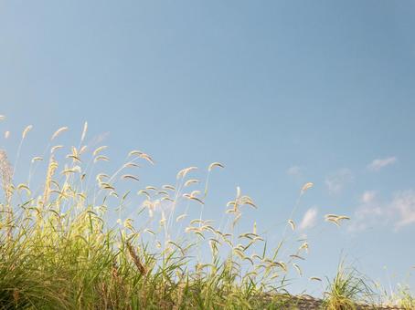 秋 秋,猫じゃらし,ススキの写真素材