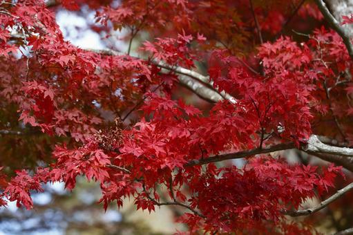 紅葉 紅葉 紅葉,赤,落葉樹の写真素材