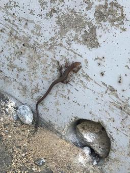 カナヘビ カナヘビの写真