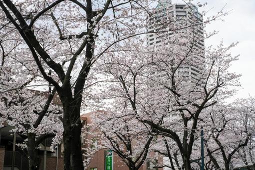 武蔵浦和の遊歩道の桜 武蔵浦和の遊歩道の桜 武蔵浦和,桜,花見の写真素材