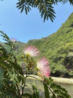 ネムノキ ネムノ花 ネムノキ ネムノ花の写真