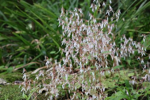 White petaled saxifrage flower in full bloom, JPG White petaled saxifrage flower in full bloom, JPG