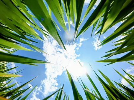 夏の日差し 夏の日差し 自然,稲,日差しの写真素材