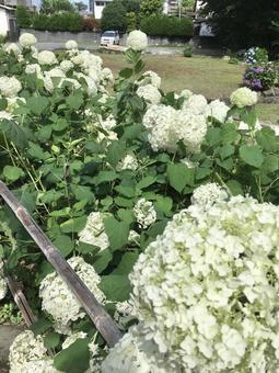白い紫陽花 紫陽花,白,花の写真素材
