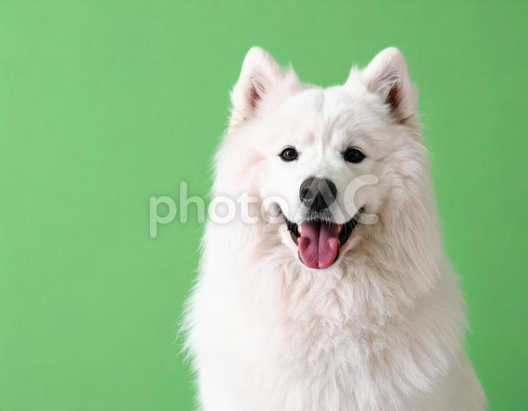 白いモフモフのサモエド　笑顔　犬3 サモエド,犬,白の写真素材
