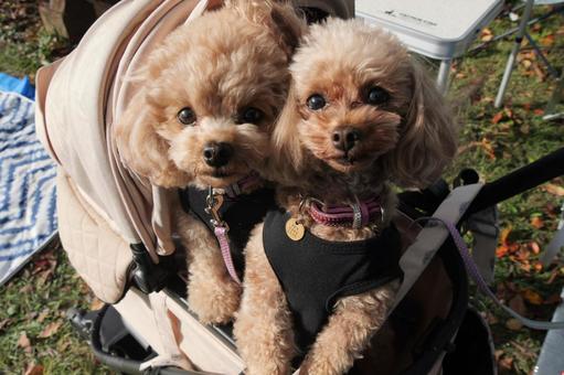 2匹のトイプー トイプードル,かわいい,犬の写真素材