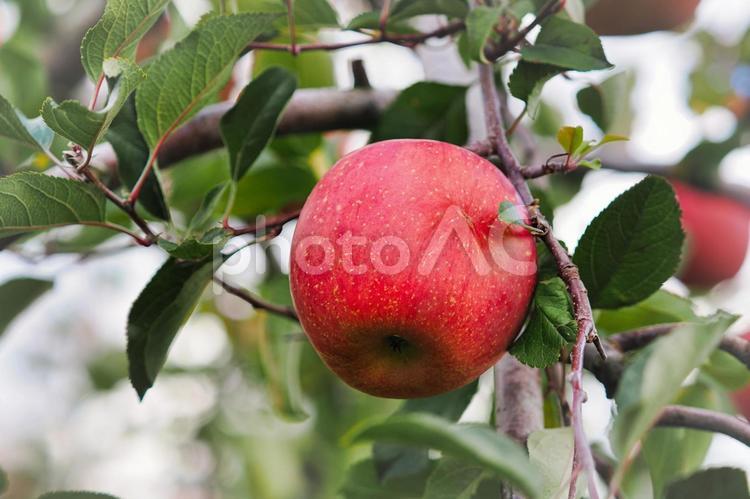 枝に実った林檎 林檎,フルーツ,果物の写真素材
