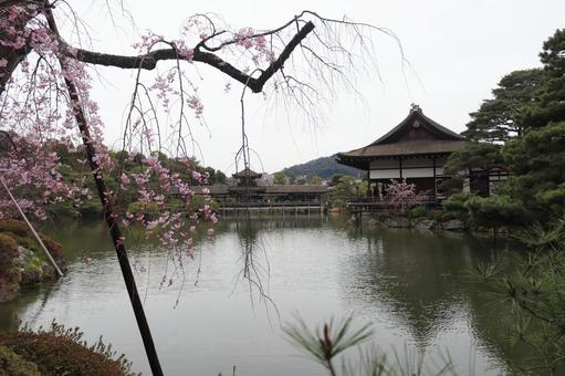 平安神宮 平安神宮 京都,建物,キレイの写真素材