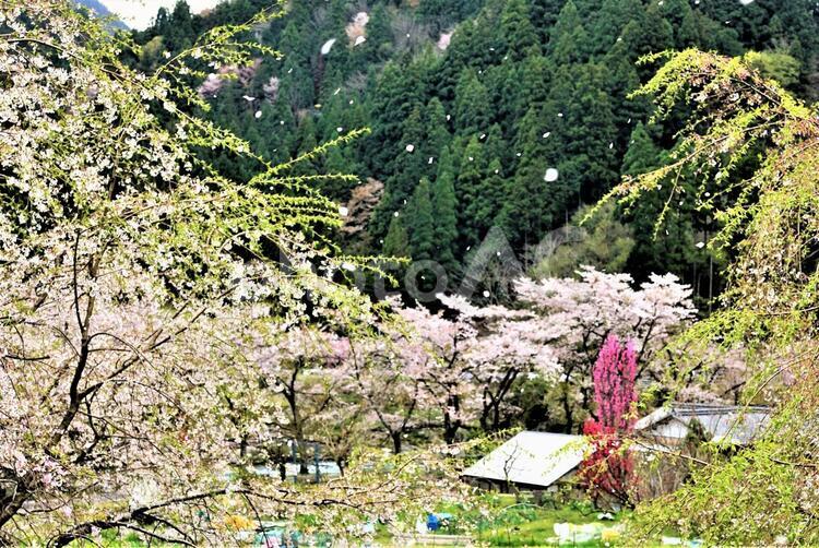 桜の舞うとき2 桜,花,花びらの写真素材
