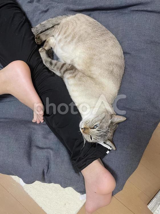 飼い主にくっ付きたい猫 猫,ねこ,ネコの写真素材