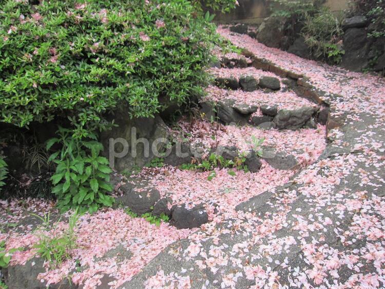 花びらの絨毯　その二 花びら,散り敷く,花の終わりの写真素材