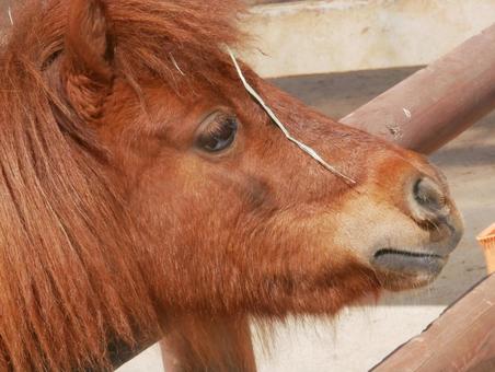 髪長い馬 髪長い馬の写真