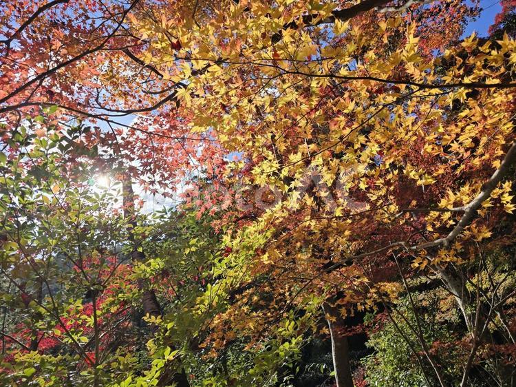紅葉と木漏れ日 紅葉,秋,木漏れ日の写真素材