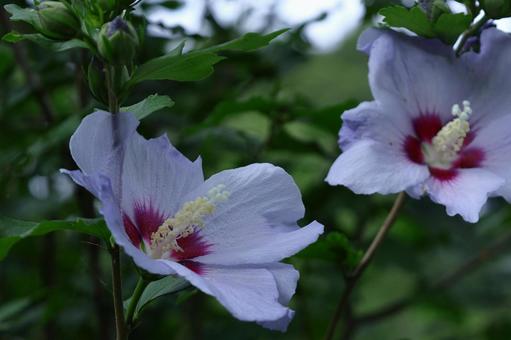 夏の茶室を彩る 夏の茶室を彩るの写真