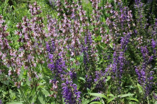 セージ　咲く風景 セージ,芳香,合弁花の写真素材