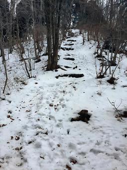 雪の登山道 雪,登山道,大霧山の写真素材