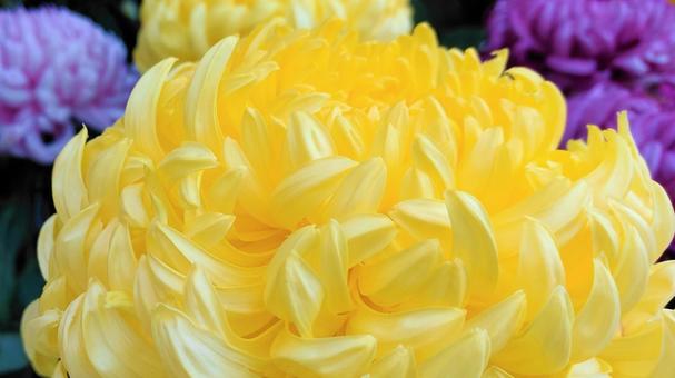 Chrysanthemum 005 that colors late autumn, JPG Chrysanthemum 005 that colors late autumn, chrysanthemum, gardening, appreciation, JPG