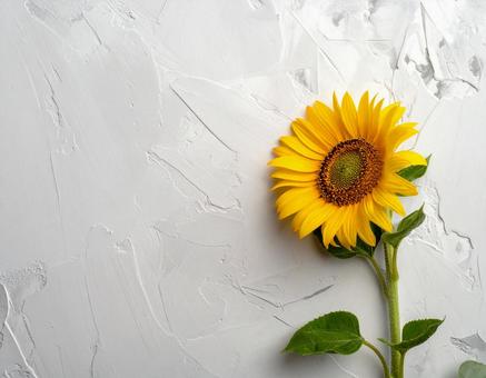 ひまわりと白壁 ひまわりと白壁の写真