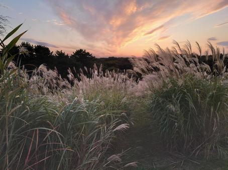 すすき すすき,ススキ,秋空の写真素材