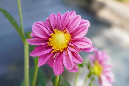 ピンク色の皇帝ダリア ピンク色の皇帝ダリア 皇帝ダリア,花,ピンク色の写真素材