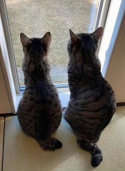 後ろ姿の猫 猫,後ろ姿,兄弟の写真素材