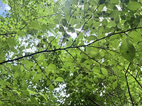 果期のエゴノキ 02 エゴノキ,樹木,実の写真素材