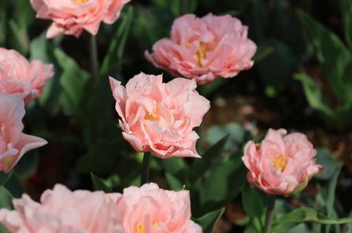 綺麗な花 綺麗な花の写真