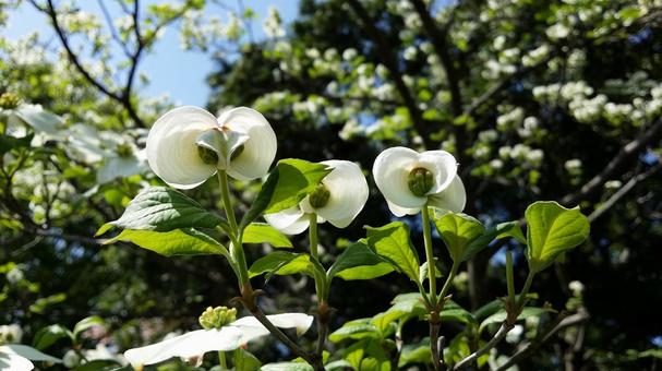 ハナミズキ・花水木 ハナミズキ・花水木の写真