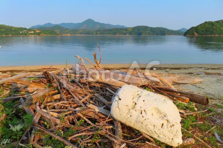 海岸に漂着した流木 海,海岸,流木の写真素材