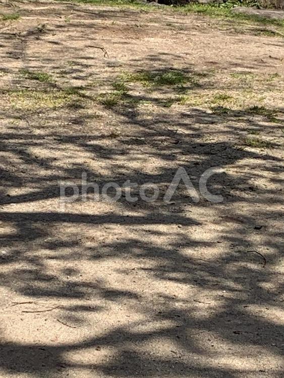 木漏れ日 木漏れ日,地面,立木の写真素材