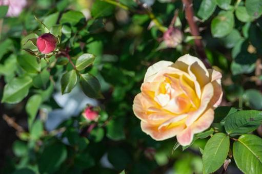 バラ園・オレンジ色の秋バラ バラ,薔薇,バラ園の写真素材