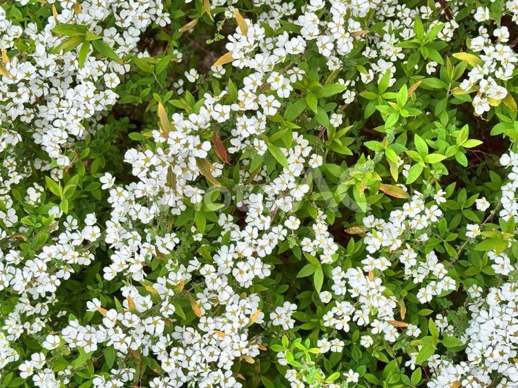 たくさんのユキヤナギの花 自然,きれい,かわいいの写真素材