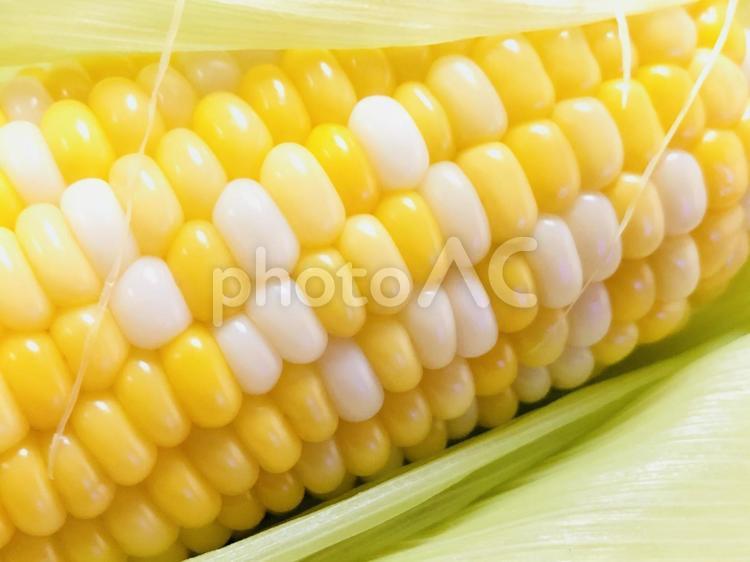 とうもろこしアップ とうもろこし,アップ,野菜の写真素材