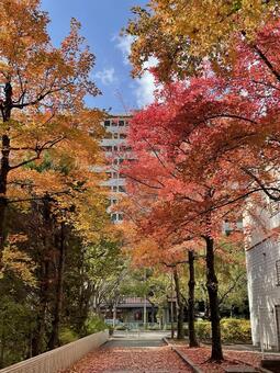 神戸・六甲アイランド・紅葉 神戸,六甲アイランド,紅葉の写真素材