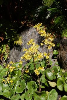 ツワブキ ツワブキの写真