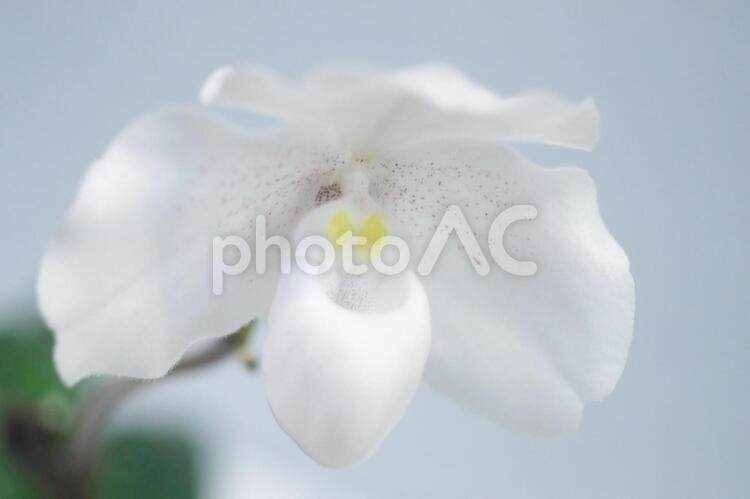 世界の美しい洋らん らん,花,マクロの写真素材