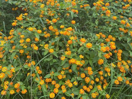 ランタナ ランタナ ランタナ,七変化,カマラの写真素材